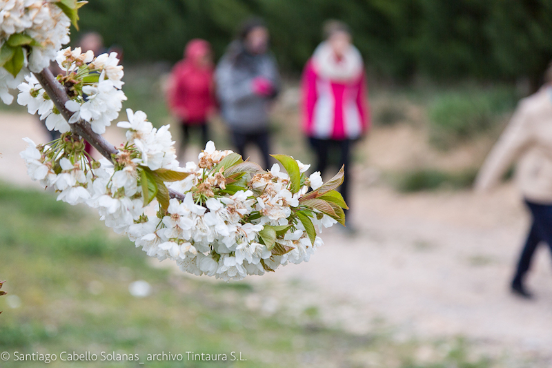 Nueva excursión para conocer el Paseo de las Cerezos