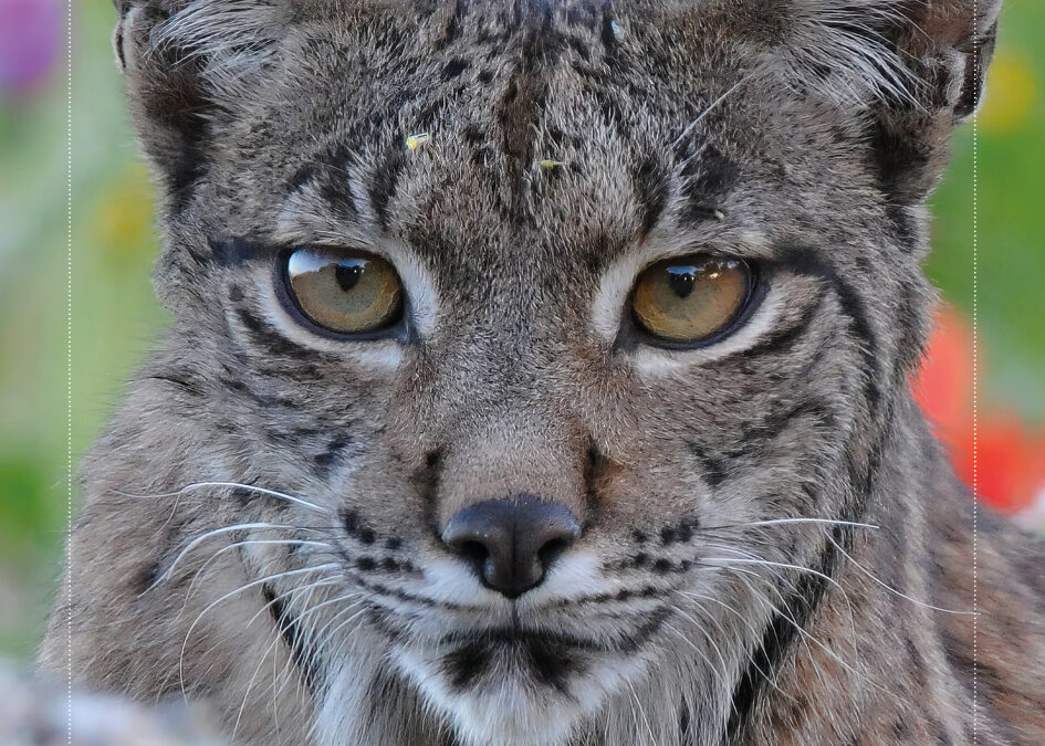 Tintaura se encarga del diseño del libro Antropología del Lince de Rafel Vidaller